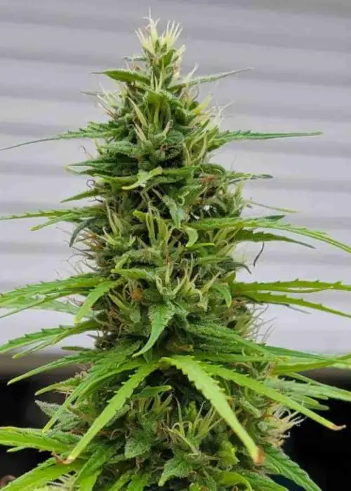 Gorilla Glue Autoflower