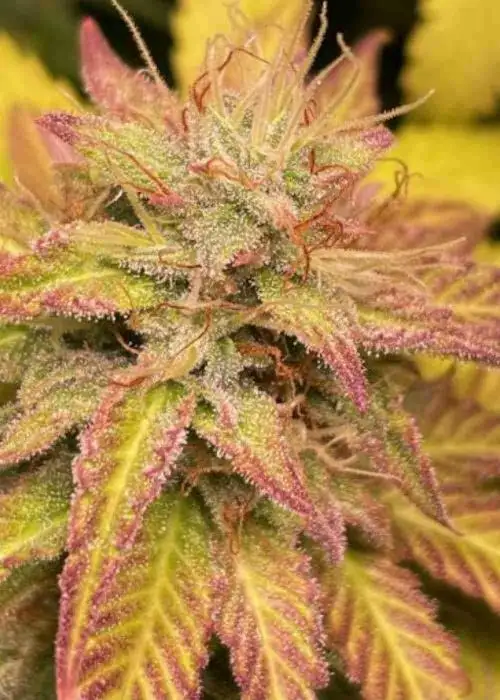 Purple Sunset Autoflower