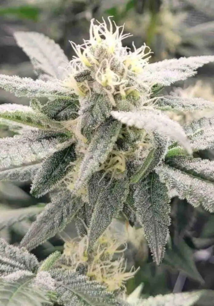 Sour Diesel