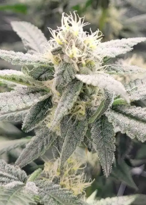 Sour Diesel Autoflower