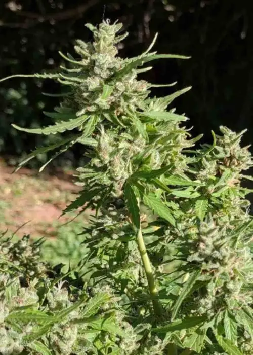 Super Silver Haze Autoflower