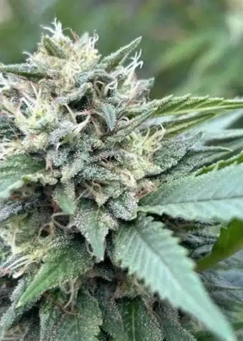 Apple Fritter Autoflower