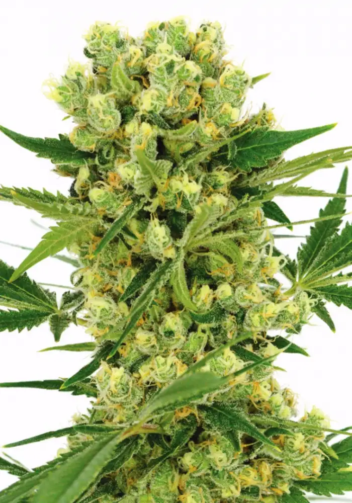 Amnesia Haze