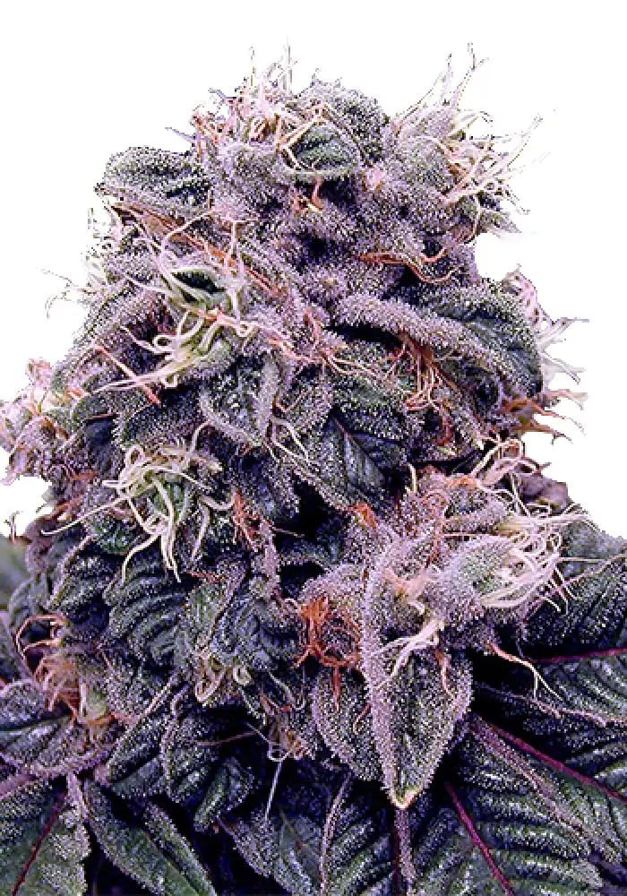 Blackberry Kush