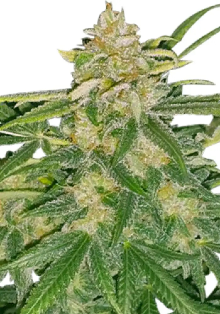 Critical Mass