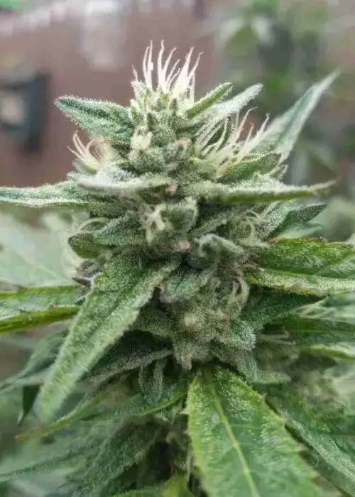 Bear Dance Autoflower