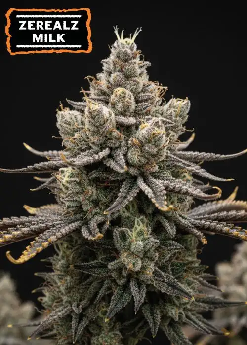 Zerealz Milk
