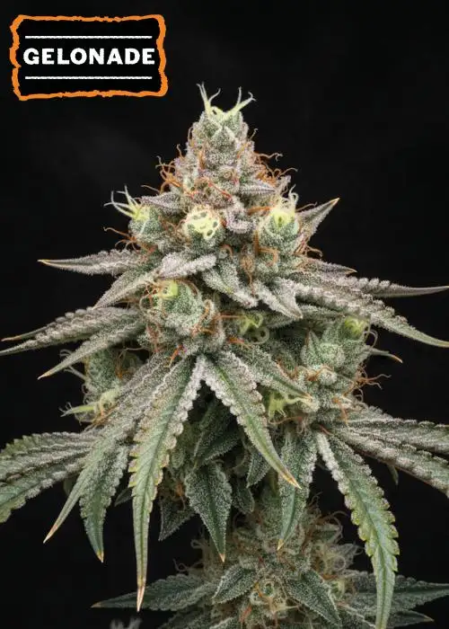 Gelonade