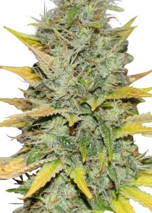 Bergman's Gold Leaf Strain Info / Bergman's Gold Leaf Weed By ILGM