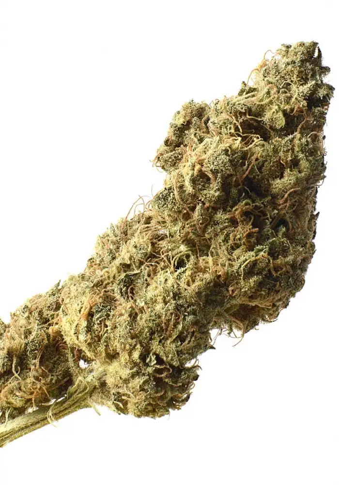White Choco Haze