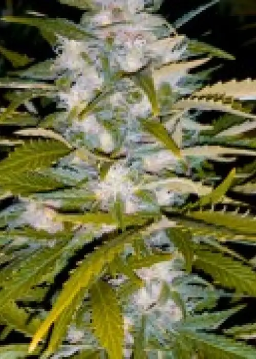 Auto Critical +