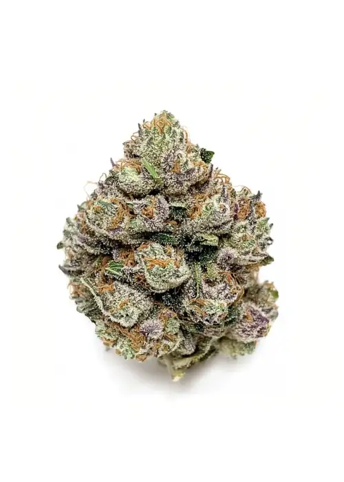 Super Boof feminized