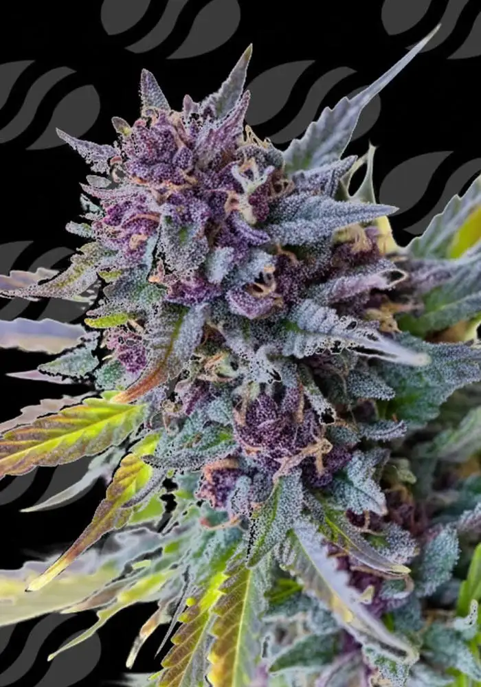 Purple Lemon Tree XL Auto