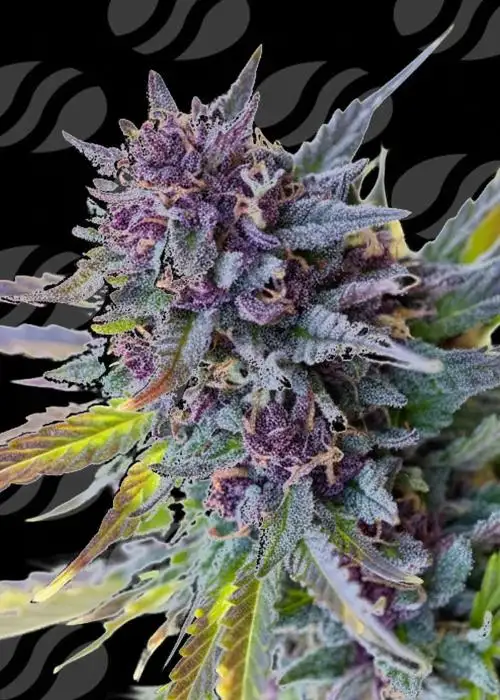 Purple Lemon Tree XL Auto