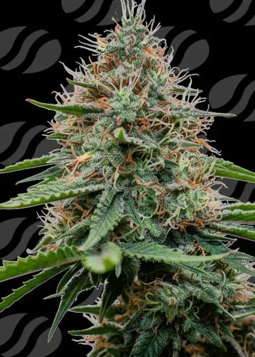 Poison Cookies