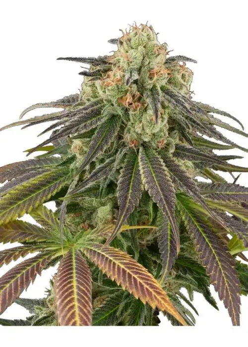 Stardust Kush