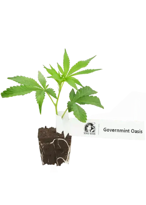 GovernMint Oasis