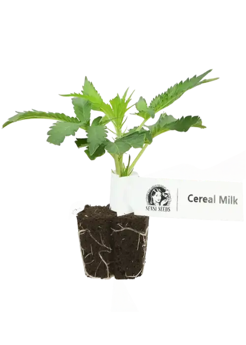 Cereal Milk Clone