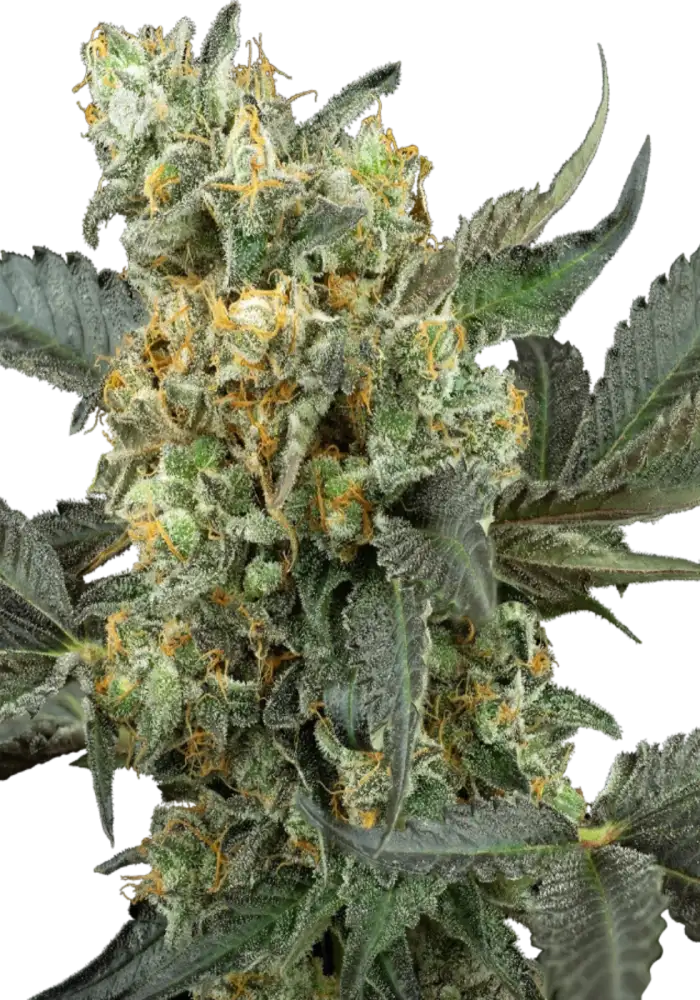  Mimosa Sunrise XXL