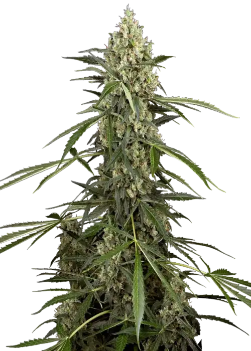 Sensi Supreme Skunk