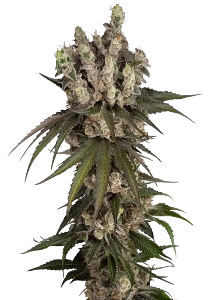 Gelauto Kush
