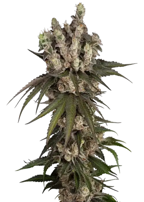 Gelauto Kush
