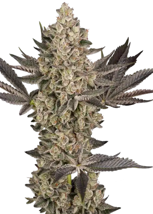 Tropical Butter Sauce