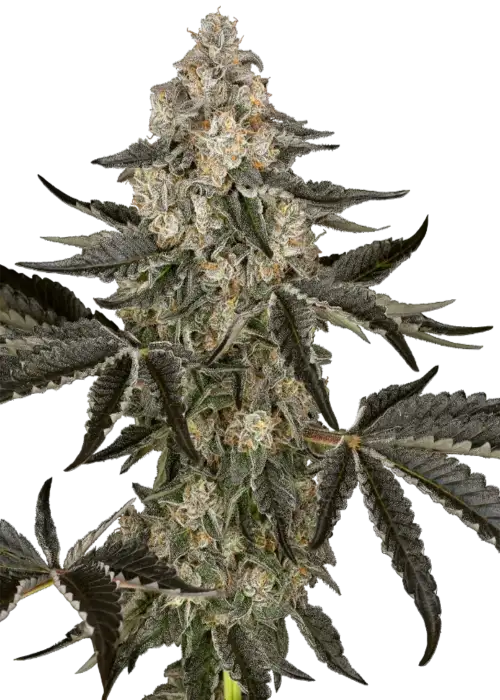 Sauvignon Blanc