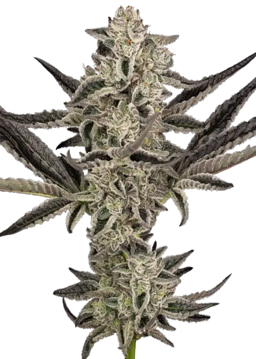 Purple Pickle