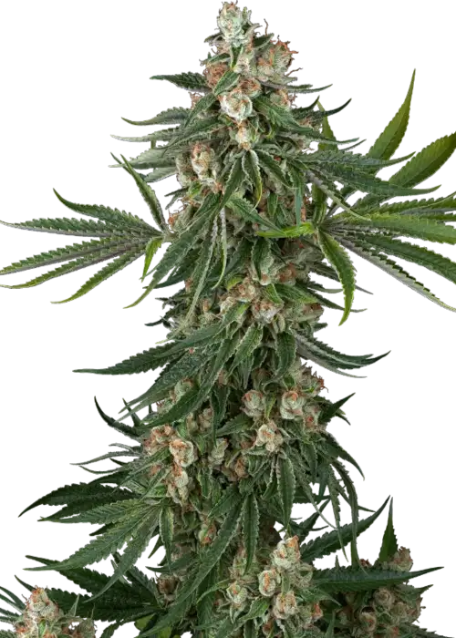 Fallout OG