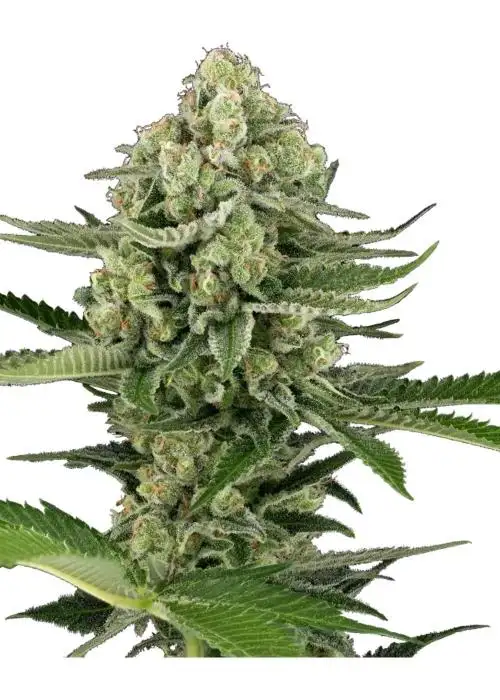 Candy Buds
