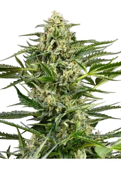Citrus Fuel