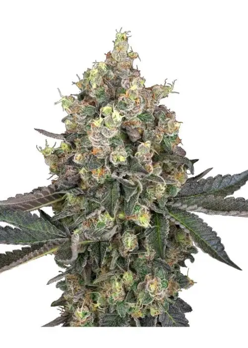 Sweet Berry Breeze