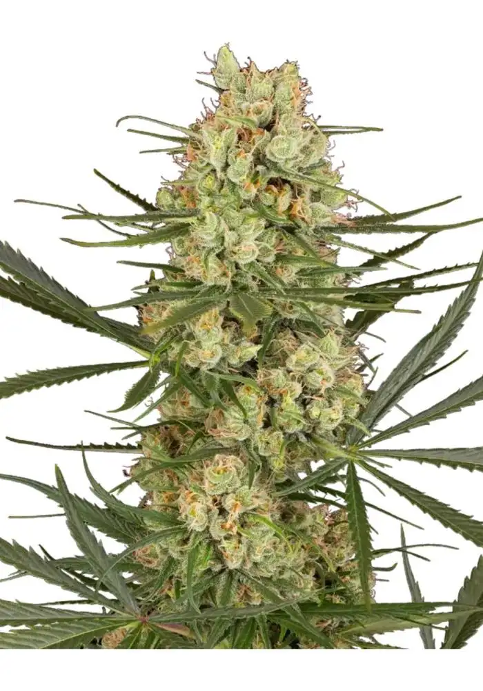 Haze Dawg