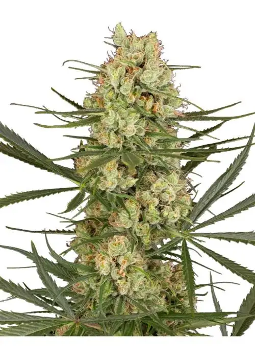 Haze Dawg