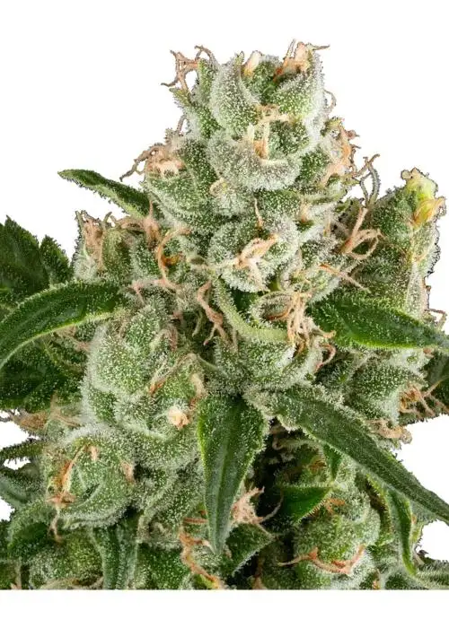 California Haze