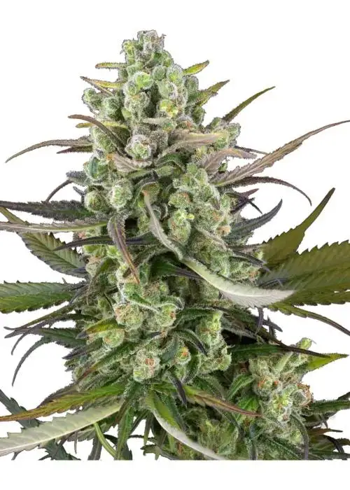 Headband Kiwi