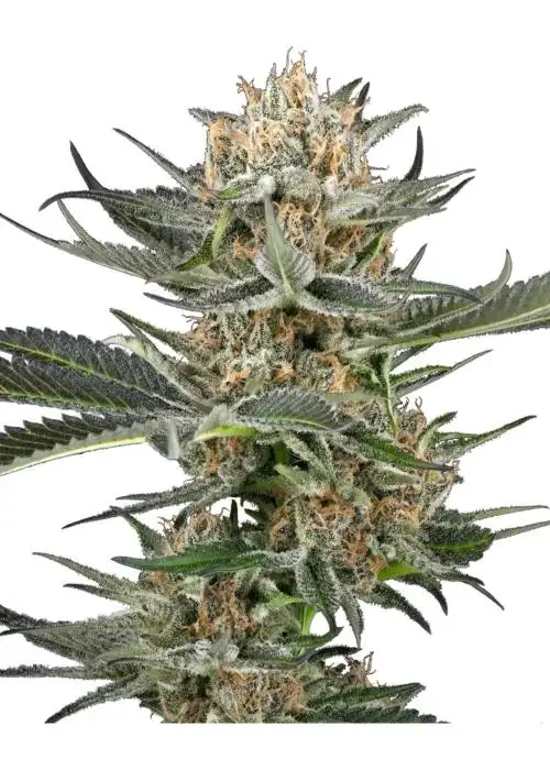 Thin Mint Kiwi