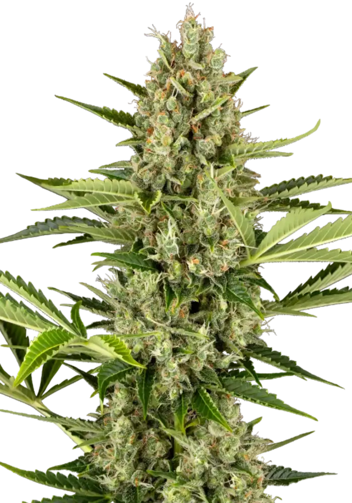 Jack Herer Automatic