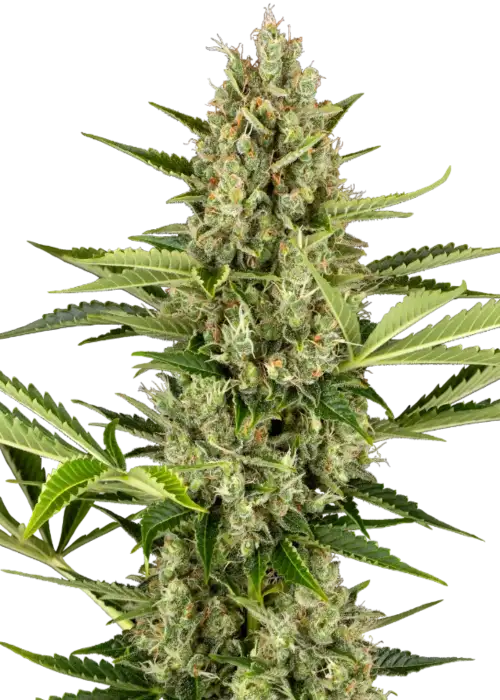 Jack Herer Automatic