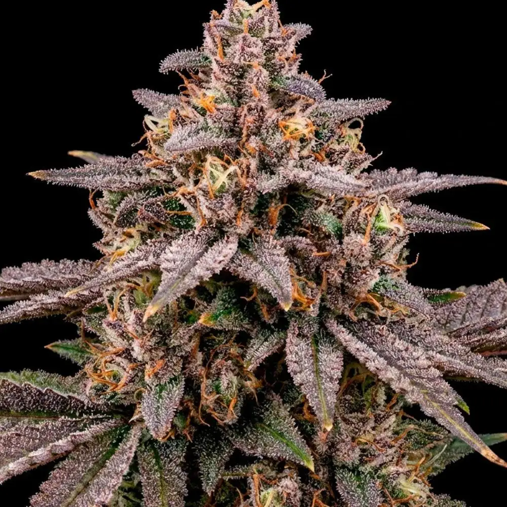 8968-alien-og-auto-