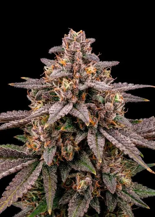 Alien OG Auto