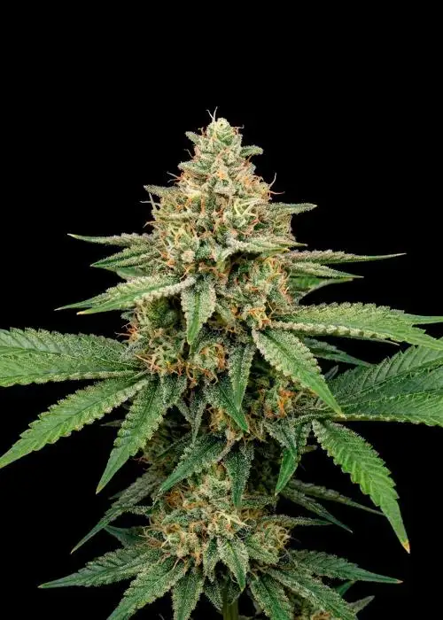 Amnesia Lemon Auto