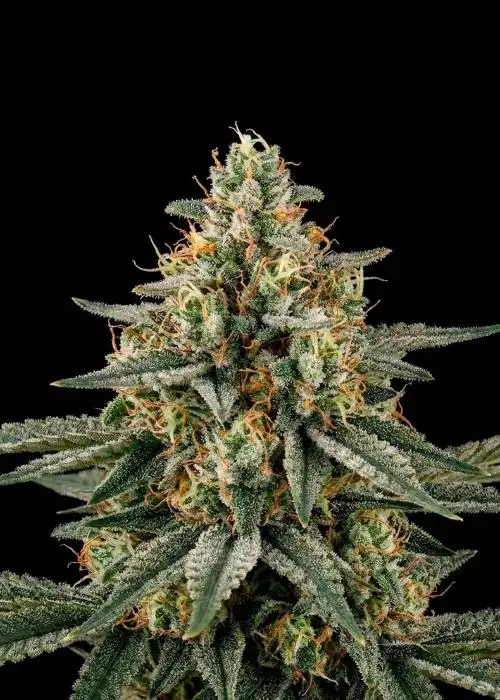 Amnesia Glue