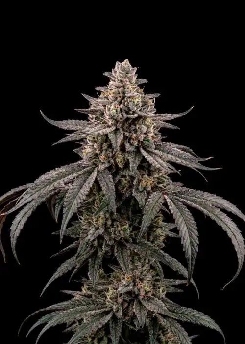 Gushers Auto