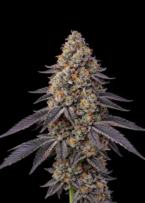 Grape Gasoline