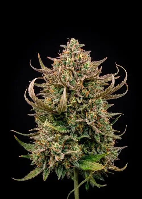 Gorilla Gelato Auto