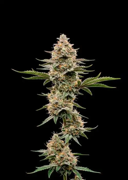 GMO Cookies Auto