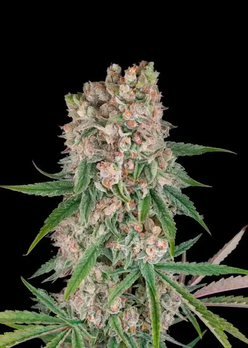 GMO Auto