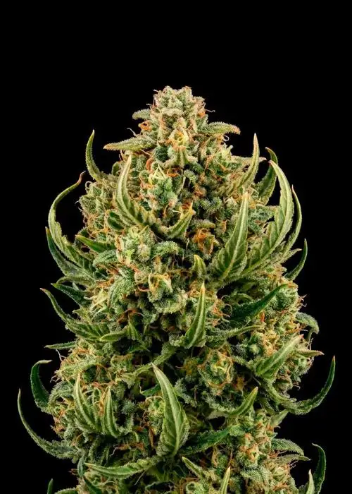 Ghost Train Haze Auto